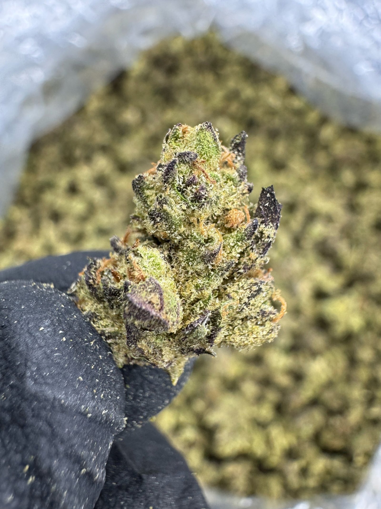 Sunset Sherbet THCA Flower – Greenhouse Gold Nuggets 1 Sunset Sherbet THCA Flower – Greenhouse Gold Nuggets