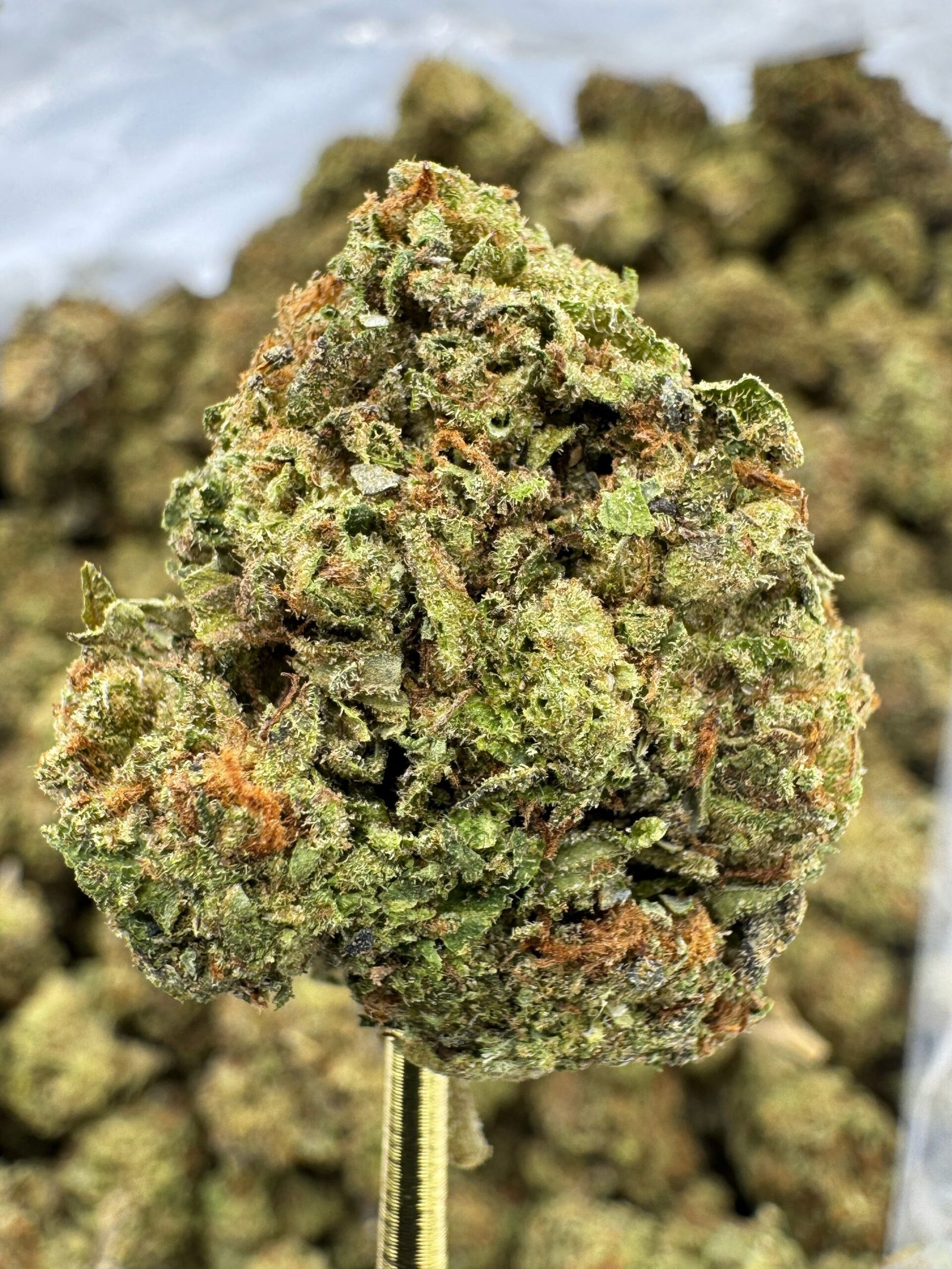 Sunset Sherbet THCA Flower – Sungrown Top Cut 1 Sunset Sherbet THCA Flower – Sungrown Top Cut