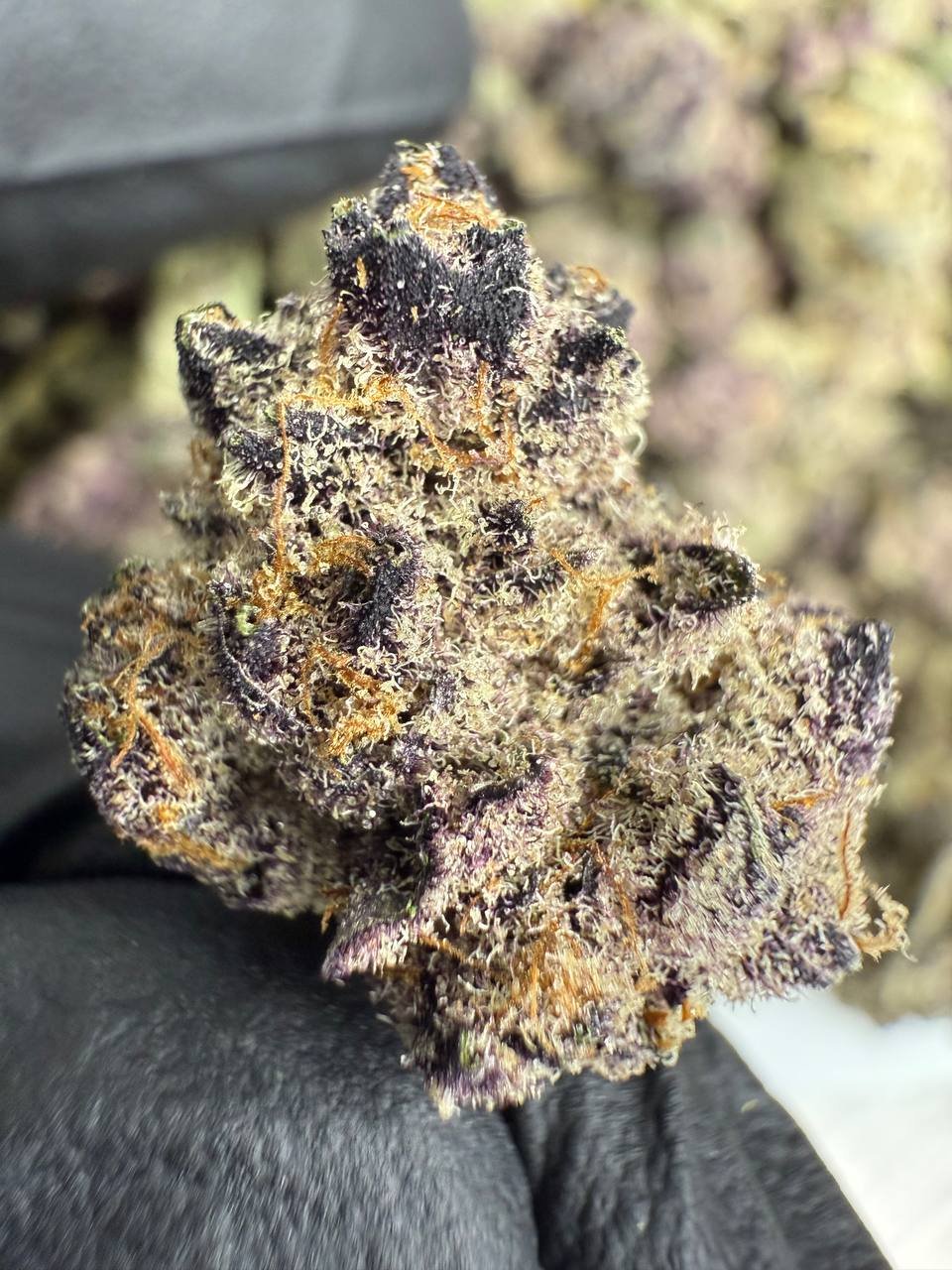 Super Buff Cherry THCA Flower – Indoor Exotic Gold Nuggets 2 Super Buff Cherry THCA Flower – Indoor Exotic Gold Nuggets - Image 2
