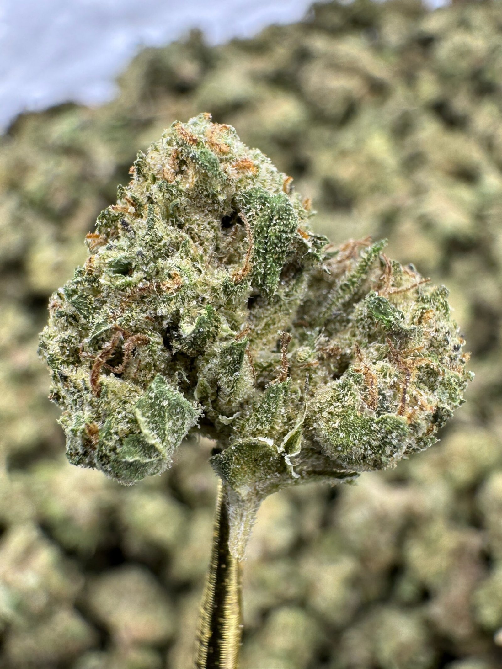 Super Boof THCA Flower – Indoor Gold Nuggets 1 Super Boof THCA Flower – Indoor Gold Nuggets