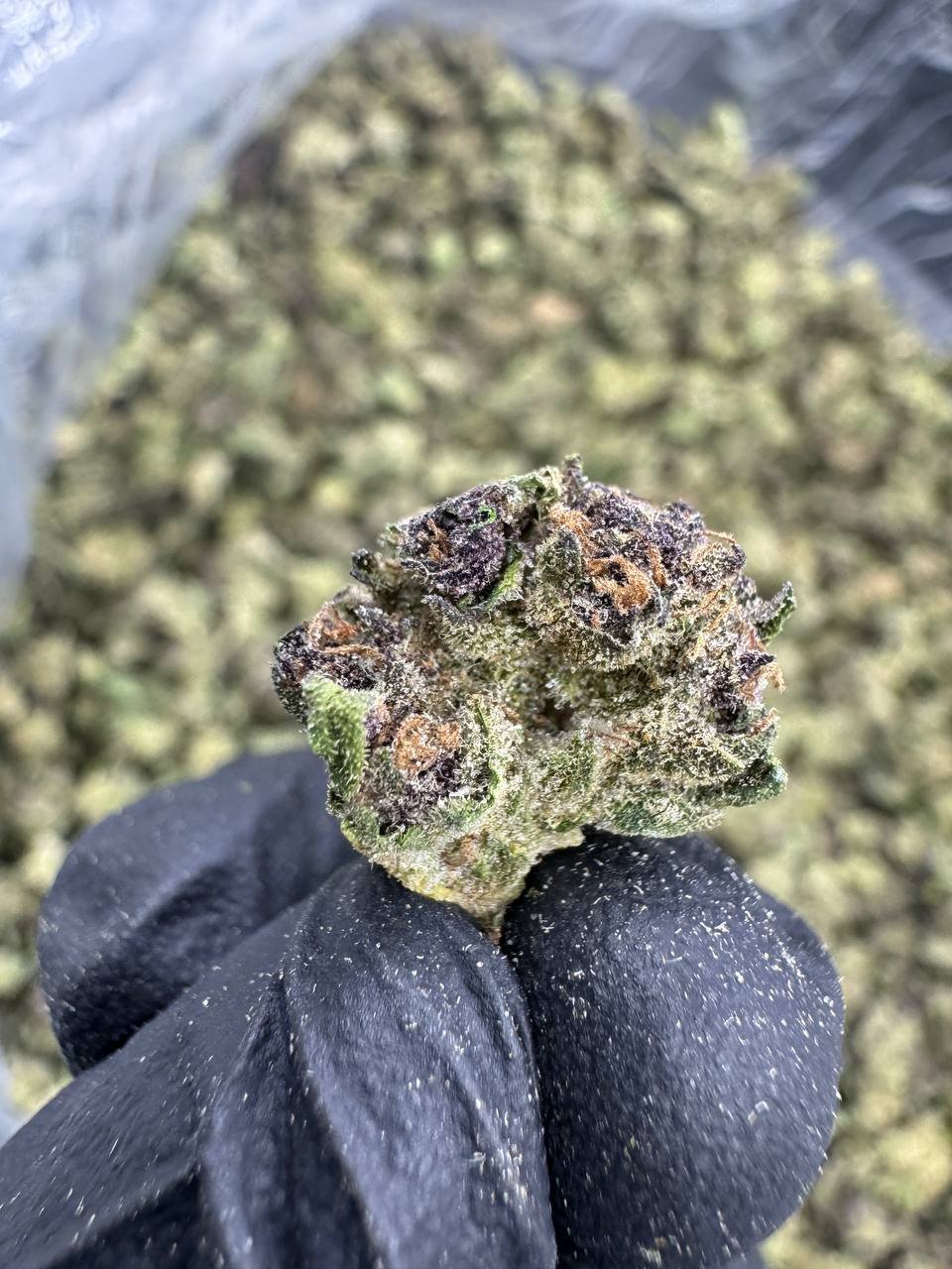 Super Boof THCA Flower – Greenhouse Gold Nuggets 1 Super Boof THCA Flower – Greenhouse Gold Nuggets