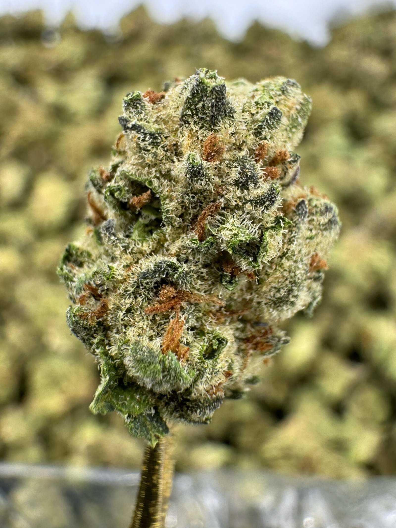 Thin Mint Cookies THCA Flower – Indoor Gold Nuggets 1 Thin Mint Cookies THCA Flower – Indoor Gold Nuggets