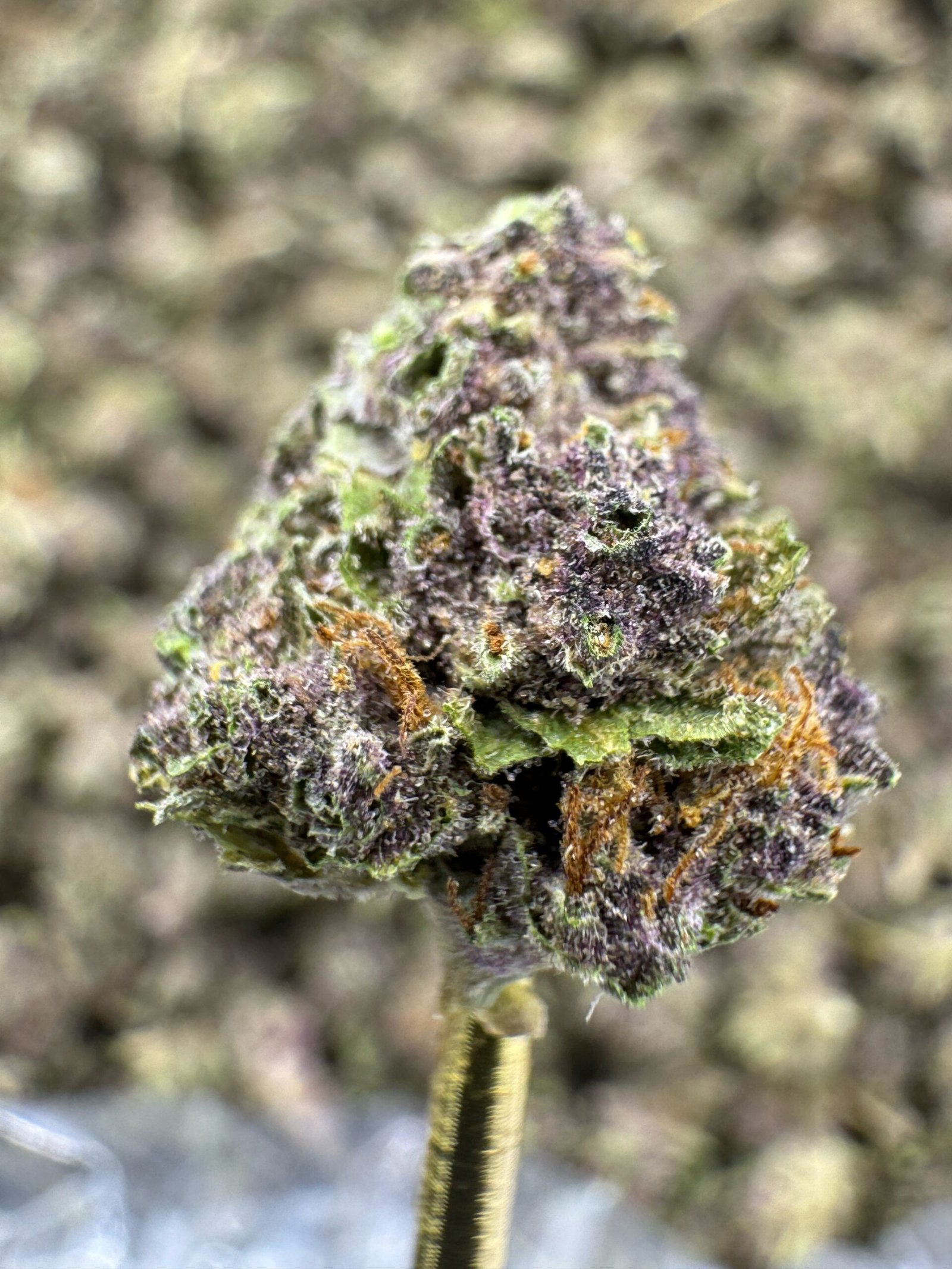 Tropicana Cherry THCA Flower – Greenhouse Gold Nuggets 1 Tropicana Cherry THCA Flower – Greenhouse Gold Nuggets