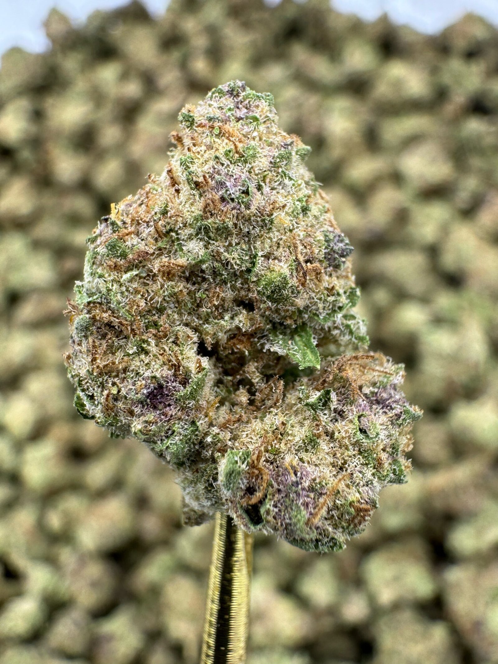 Tropicana Banana THCA Flower – Indoor Gold Nuggets 1 Tropicana Banana THCA Flower – Indoor Gold Nuggets