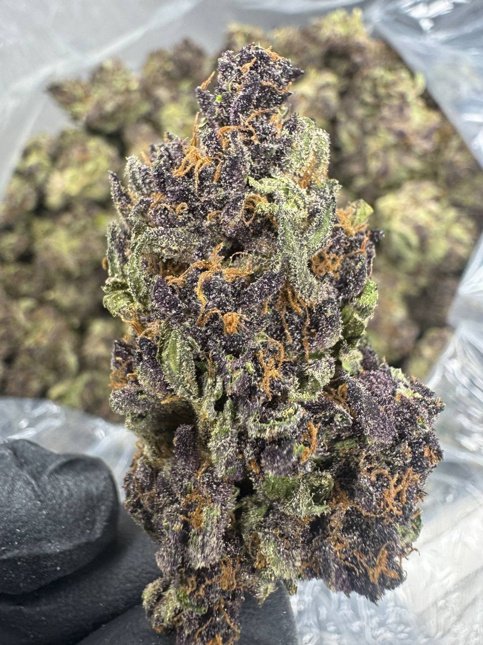 Tropicana Cherry THCA Flower – Sungrown Top Cut 1 Tropicana Cherry THCA Flower – Sungrown Top Cut