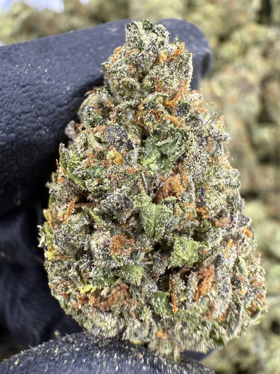 Venom OG THCA Flower – Greenhouse Top Cut 1 Venom OG THCA Flower – Greenhouse Top Cut