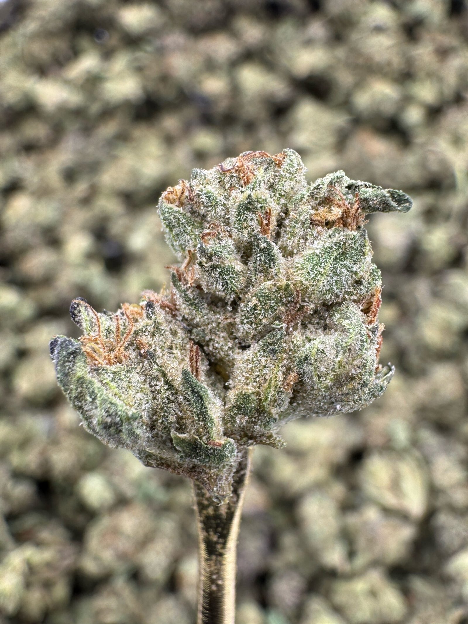 Wedding Cake THCA Flower – Greenhouse Gold Nuggets 2 Wedding Cake THCA Flower – Greenhouse Gold Nuggets - Image 2