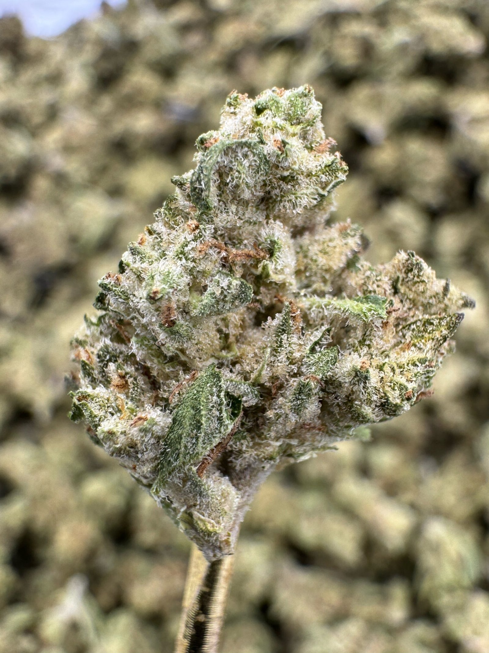 White Widow THCA Flower – Indoor Gold Nuggets 1 White Widow THCA Flower – Indoor Gold Nuggets