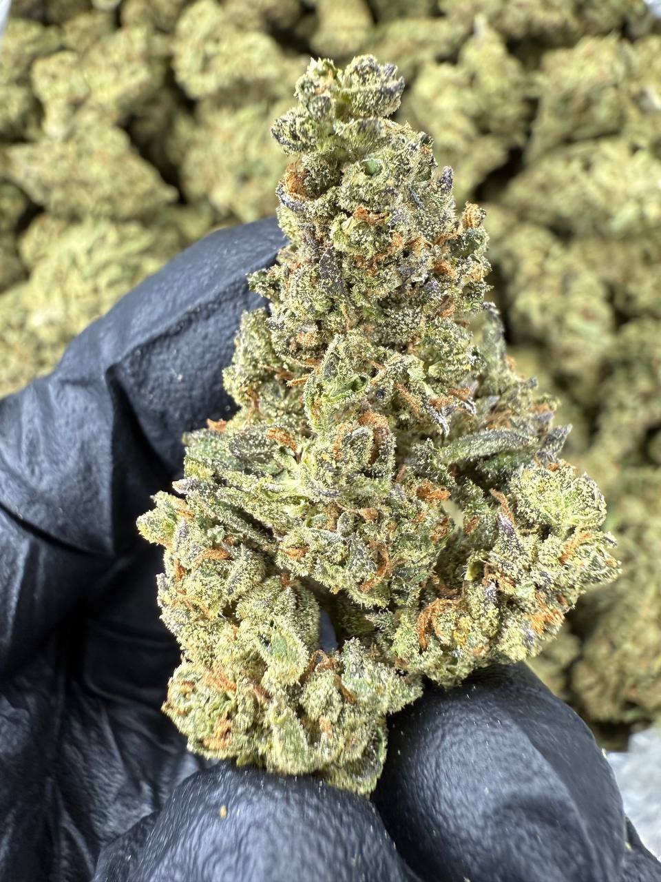 White Runtz THCA Flower – Sungrown Top Cut 1 White Runtz THCA Flower – Sungrown Top Cut