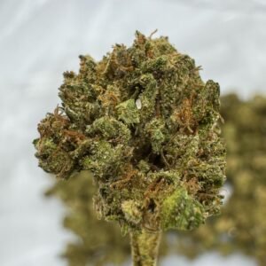 White Truffle THCA Flower – Sungrown Gold Nuggets