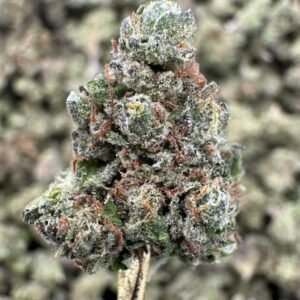 Zonuts THCA Flower – Greenhouse Gold Nuggets